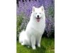 Haft Diamentowy, Obraz, Mozaika Diamentowa Diamond Painting, PIES SAMOYED 30x40cm - DK